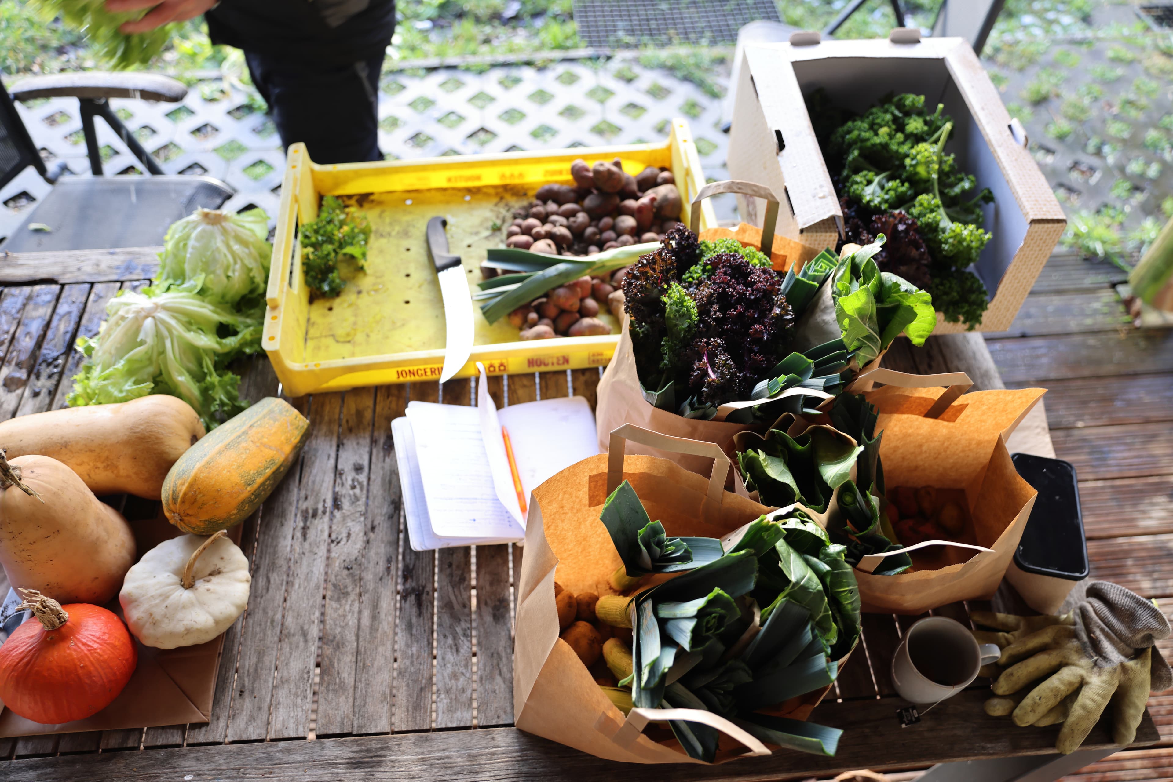 Freshly harvested greens, leeks, squash, and potatoes sorted into paper bags and crates on a worktable