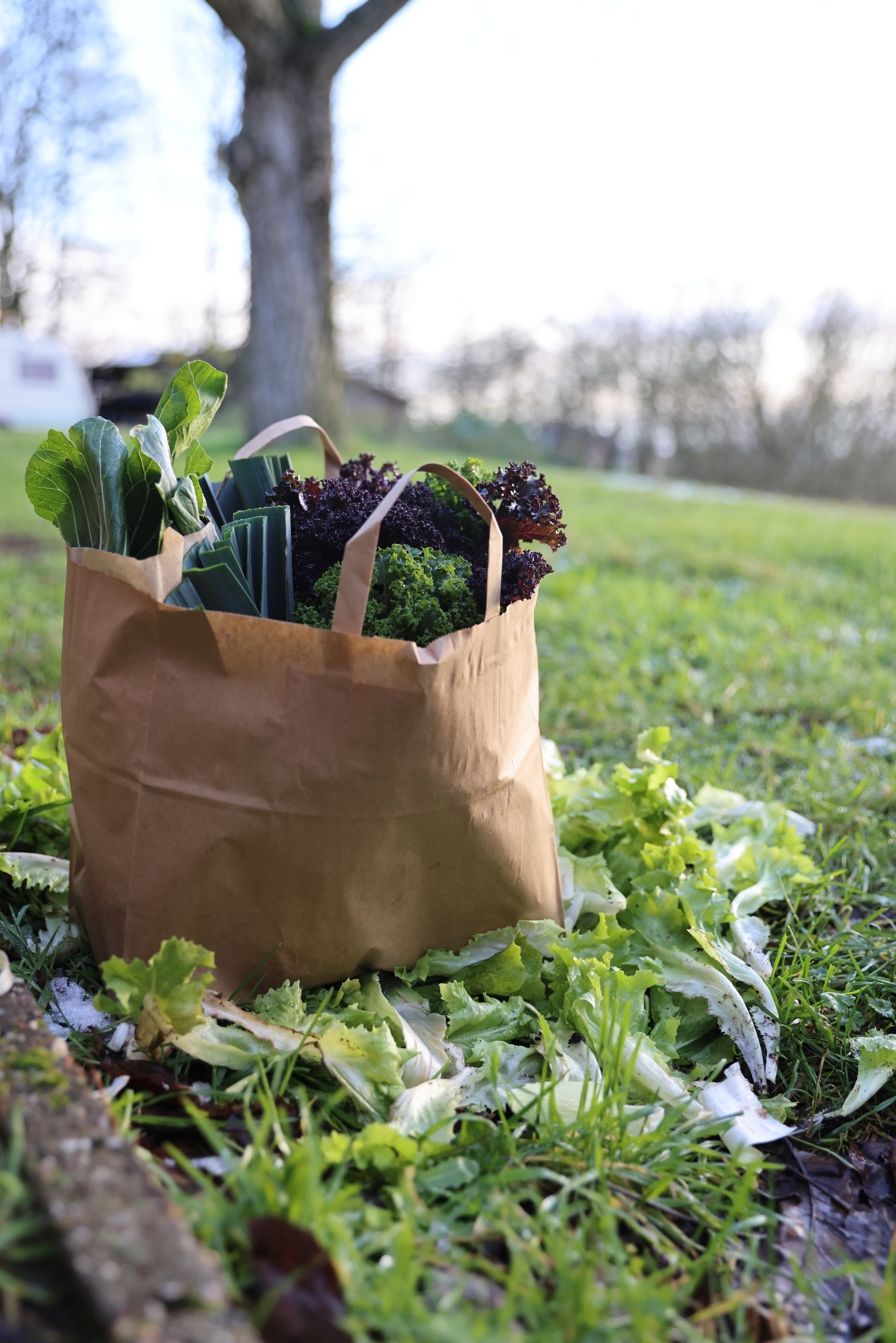 A paper bag filled with freshly harvested leafy greens in a field