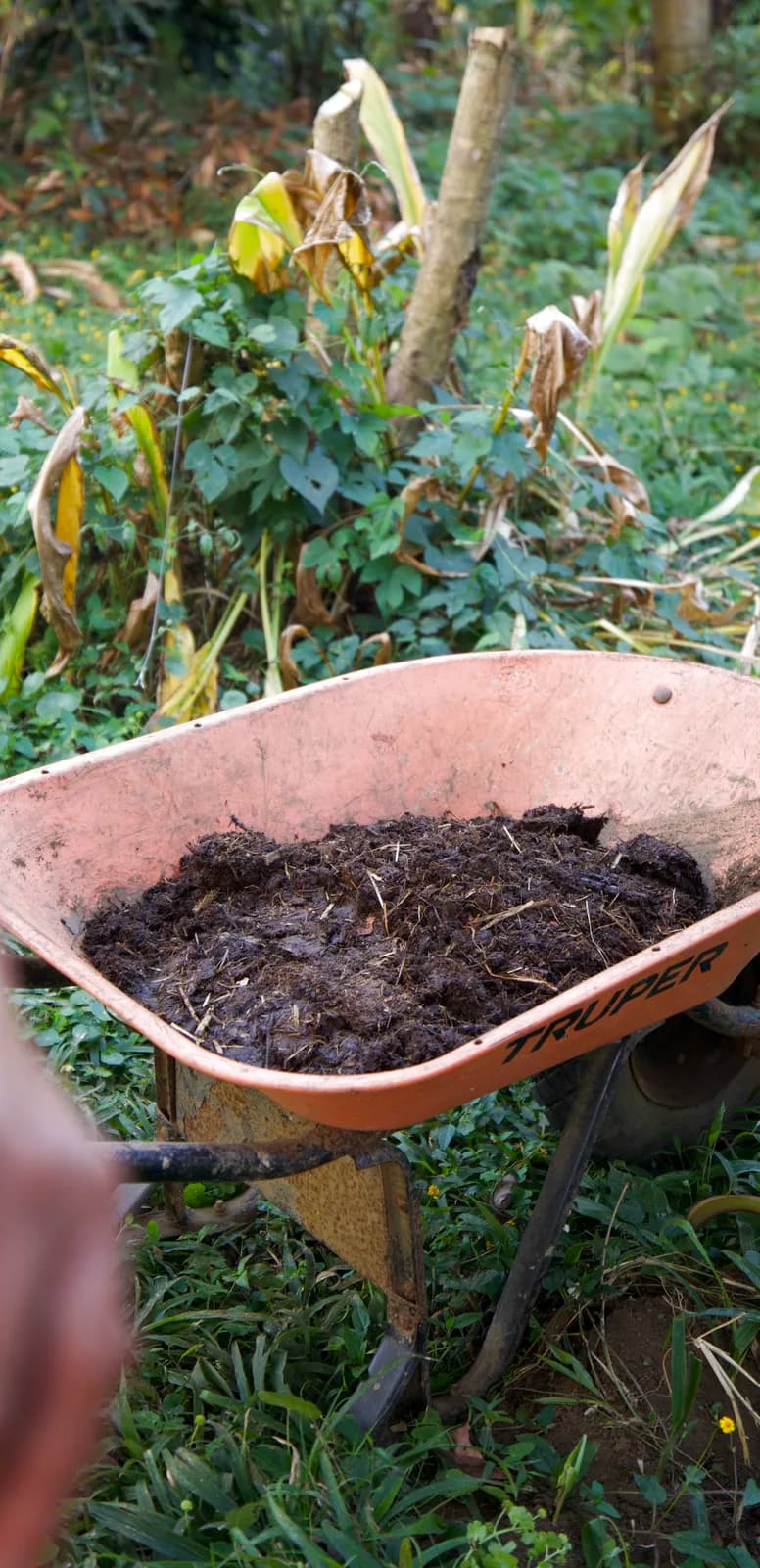A wheelbarrow of compost ready for a lawn-to-garden project